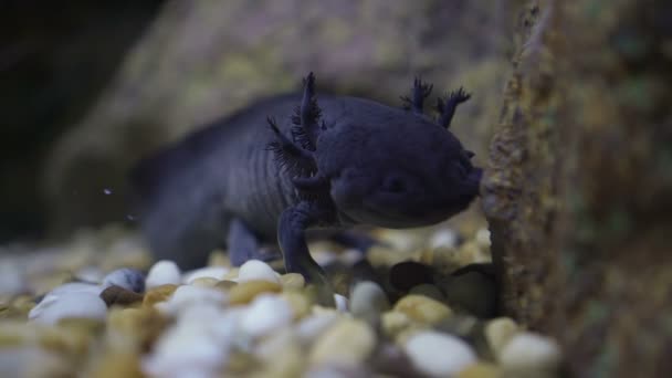 Водные Саламандры Водой Милые Улыбающиеся Ящерицы Земноводные Животные — стоковое видео