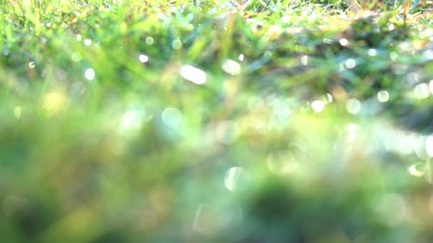 Morgens Sonne Gras Rasen Mit Tautropfen Hintergrund — Stockvideo