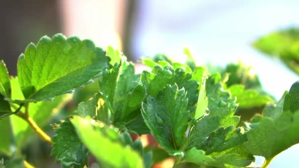 Fechar Mão Pegando Morango Fazenda Orgânica Manhã Câmera Lenta — Vídeo de Stock