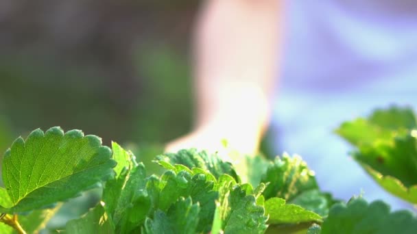 Cerca Mano Recoger Fresa Granja Orgánica Mañana Cámara Lenta — Vídeos de Stock