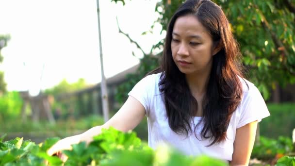 Mujer Asiática Recogiendo Fresa Granja Cámara Lenta — Vídeo de stock