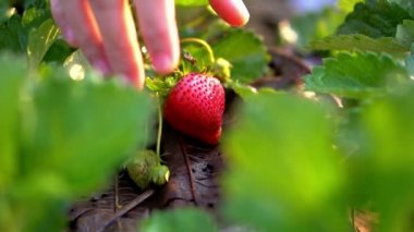 Sabah organik tarım ağır çekimde çilek toplama el kadar kapatın