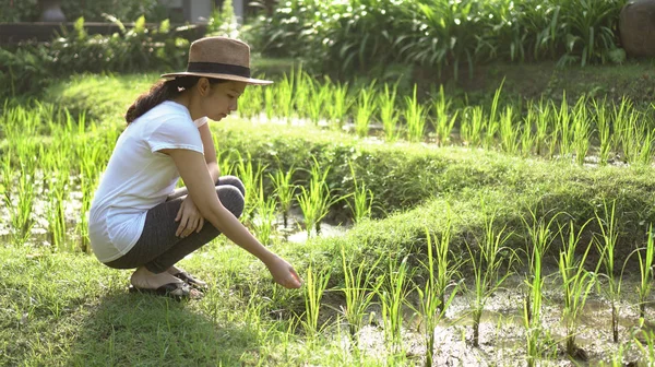 Moderne Asiatische Frau Mit Strohhut Bei Reis Feile Natur Imerge — Stockfoto