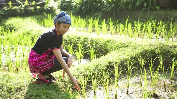 Asian Ethnic Woman Native Dress Smile Her Mornign Organic Rice — Stock Photo, Image