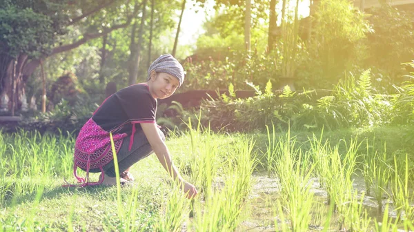 Азиатская Этническая Женщина Родной Улыбкой Платье Утро Органического Рисового Поля — стоковое фото