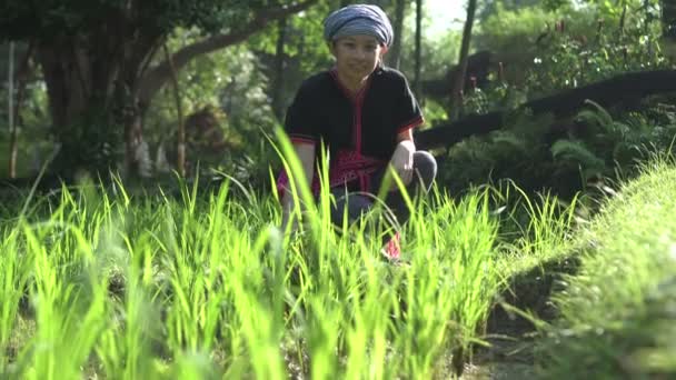 朝の太陽の有機の田んぼで東南アジア民族の女性 — ストック動画