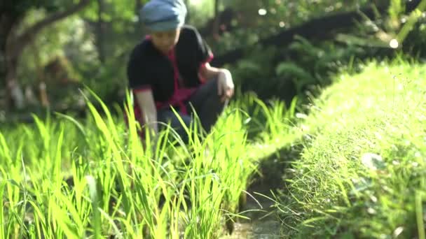 Etniczne Kobieta Azji Południowo Wschodniej Pola Ryżu Organiczne Porannym Słońcu — Wideo stockowe