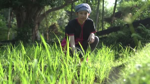 Этническая Женщина Юго Восточной Азии Рисовым Полем Утреннем Солнце — стоковое видео