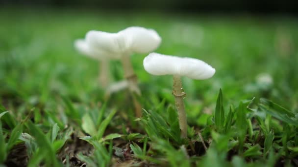 在草草草上生长的白色蘑菇组4K — 图库视频影像