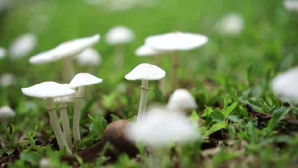 Groupe Champignons Blancs Poussant Sur Pelouse — Video