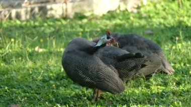 Tavuk beçtavuğu Guineahen yeşil doğa alanında 4k