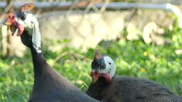 Курица Guineafowl Guineahen Зеленом Поле Природы — стоковое видео