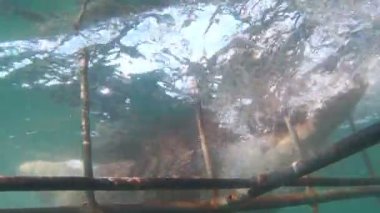 Heyecan verici kafes köpekbalığı dalış, köpekbalığı kafesi tehlikeli isabet