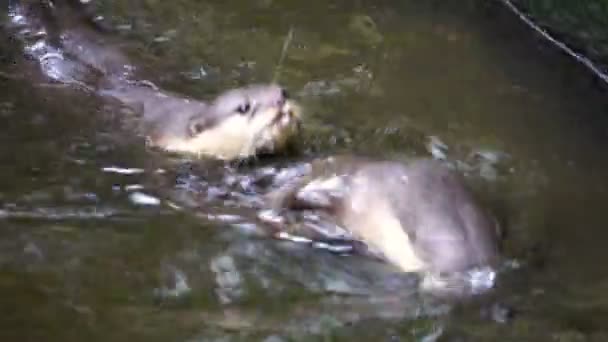 Otters Zwemmen Groep — Stockvideo