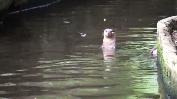 Fischotter Schwimmen Gruppe — Stockvideo