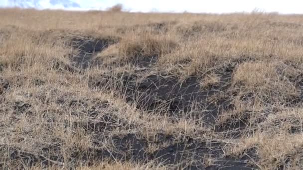 Ijsland Uitgestrekte Droge Landschap Extreme Weersomstandigheden Slowmotion — Stockvideo