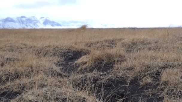 Island Vidsträckta Torra Landskapet Extremväder Slowmotion — Stockvideo