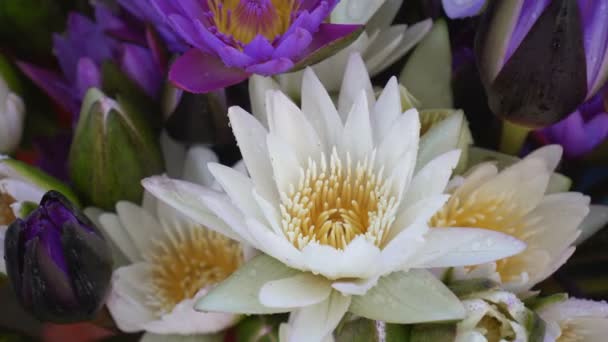 Purple Lotus Water Lilies Flower Group Aquatic Plant — Stock Video