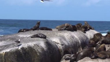 Seal Adası Güney Afrika seyahat tekne turu izlerken