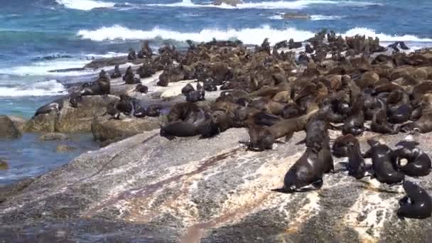 Seal Adası Güney Afrika Seyahat Tekne Turu Izlerken — Stok video