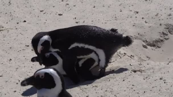 Südafrikanischer Pinguin Paart Sich Felsstrand — Stockvideo