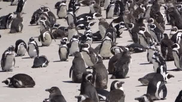 Groep Van Zuid Afrika Penguins Kolonie Zonnebaden Het Strand — Stockvideo