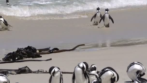 Sudáfrica Pingüino Nativo Nadar Caminar Playa Desde Mar — Vídeos de Stock