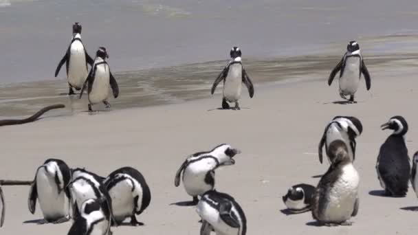 Südafrikanische Pinguine Steigen Strand Von Geröll Aus Dem Meer Auf — Stockvideo