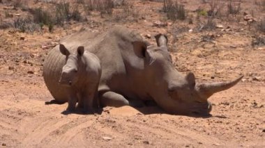 Güney Afrika Beyaz Rhino bebeğim bir büyük beş hayvan