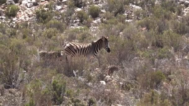 Zebra Calf Eating Grass Dry Heat Field — Stock Video