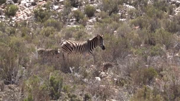 Cebra Ternera Comiendo Hierba Campo Calor Seco — Vídeo de stock