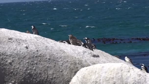 Kolonie Südafrikanischer Pinguine — Stockvideo