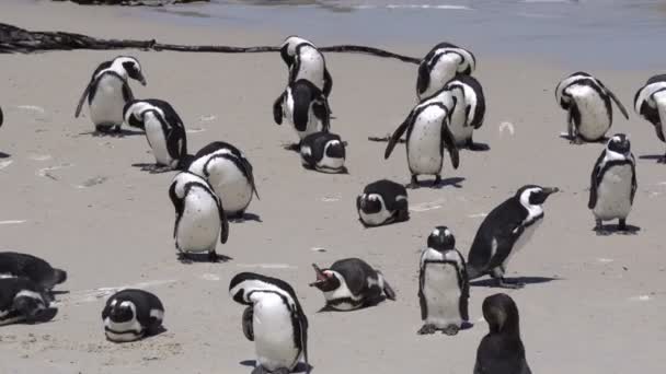 Kleine Schattige Afrikaanse Pinguïns Kolonie Keien Strand Zuid Afrika — Stockvideo