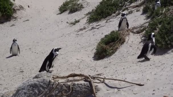 Pequeña Linda Colonia Pingüinos Africanos Boulders Beach Sudáfrica — Vídeo de stock