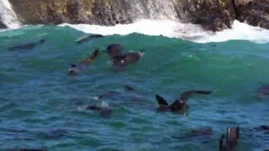 Güney Afrika, mutlu vahşi mühürler Limanı ada