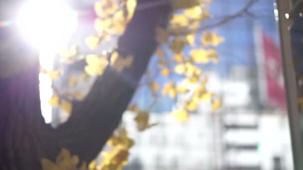 Blur Žluté Ginkgo Strom Větrné Podzimní Den Městské Budovatelské Scény — Stock video