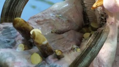 Su aygırı kadar açık ağız kapatın