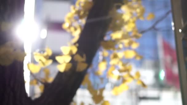 Blur Viento Otoño Día Amarillo Ginkgo Árbol Urbano Ciudad Edificio — Vídeo de stock