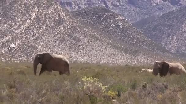 South African Elephants Walking Majestic Landscape — Stock Video