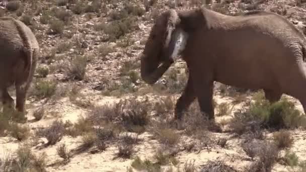 Elefantes Sudafricanos Caminando Salpicando Agua — Vídeos de Stock