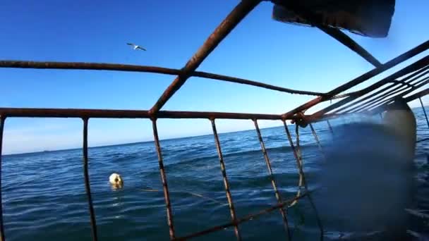 Активность Южной Африке Дайвингу Клетках Акулами — стоковое видео