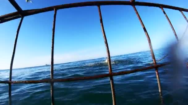 Cápa Csali Cage Búvárkodás Dél Afrikai Köztársaság Tevékenység — Stock videók