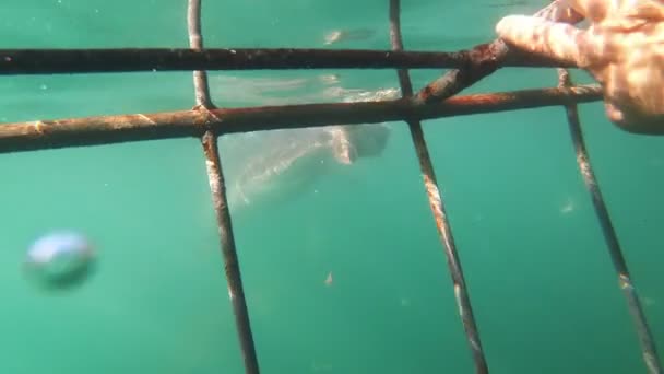 Shark Cage Mergulho África Sul Experiência Emocionante — Vídeo de Stock