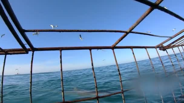 Güney Afrika Dalış Köpekbalığı Kafesi Deneyim Heyecan Verici — Stok video