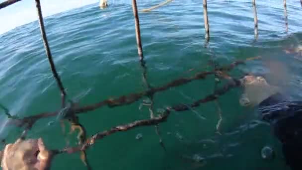 Cápa Ketrec Búvárkodás Dél Afrikai Izgalmas Élmény — Stock videók