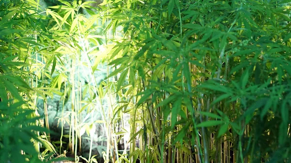 Ültetés a kender a cannabis gyógyászati és ipari célra — Stock Fotó