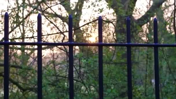 Ανατολή Του Ηλίου Στο Πάρκο Μέσα Από Φράχτη — Αρχείο Βίντεο