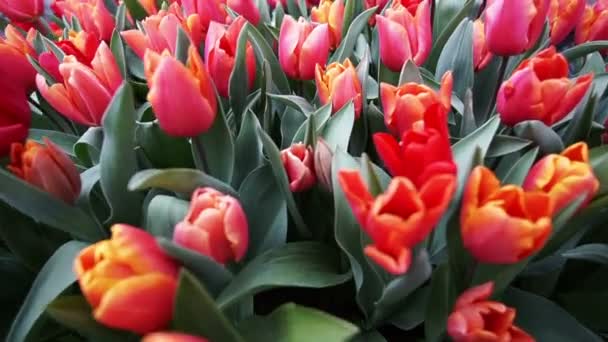 Tulipanes Rojos Video Amsterdam Área Urbana — Vídeo de stock