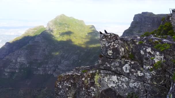 Pájaros Montaña Volando — Vídeo de stock