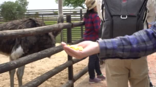 Hand Feeding Ostrich Farm Video — Stock Video